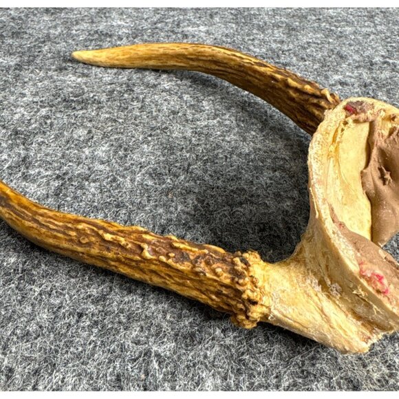 Vintage Deer Antler European Mount #8 - Picture 4 of 5